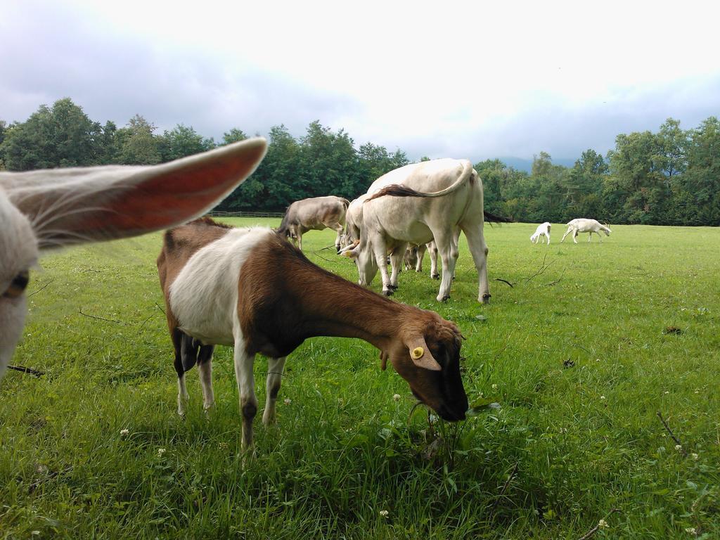 Agriturismo Cassinazza Orsenigo Bagian luar foto